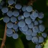 D.W.N. Blueberry Grapevine Potted Plant - Image 3