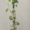 D.W.N. Blueberry Grapevine Potted Plant - Image 2