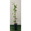 D.W.N. Blueberry Grapevine Potted Plant