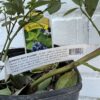D.W.N. 'Sunshine Blue Blueberry' Potted Plant - Image 2