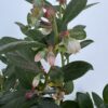 D.W.N. 'Sunshine Blue Blueberry' Potted Plant - Image 3