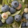 D.W.N. 'Sunshine Blue Blueberry' Potted Plant - Image 4