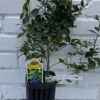 D.W.N. 'Sunshine Blue Blueberry' Potted Plant
