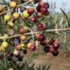 D.W.N. Arbequina AS1® Olive Potted Plant - Image 2