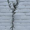D.W.N. Arbequina AS1® Olive Potted Plant