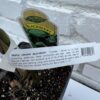 D.W.N. Triple Crown Blackberry Thornless Potted Plant - Image 3