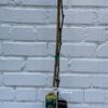 D.W.N. Triple Crown Blackberry Thornless Potted Plant