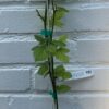 D.W.N. Triple Crown Blackberry Thornless Potted Plant - Image 2