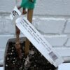 D.W.N. Cabernet Sauvignon Grapevine Potted Plant - Image 2