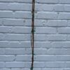 D.W.N. Cabernet Sauvignon Grapevine Potted Plant