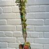 D.W.N. 'Eversweet' Pomegranate Potted Plant