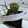 D.W.N. 'Jewel Blueberry' Potted Plant - Image 2