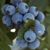 D.W.N. 'Jewel Blueberry' Potted Plant - Image 3