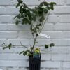 D.W.N. 'Jewel Blueberry' Potted Plant