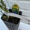 D.W.N. 'Jubilee' Blueberry Potted Plant - Image 2