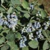 D.W.N. 'Jubilee' Blueberry Potted Plant - Image 3
