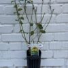 D.W.N. 'Jubilee' Blueberry Potted Plant