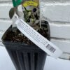 D.W.N. Manzanillo Olive Potted Plant - Image 2