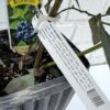 D.W.N. 'Misty' Blueberry Potted Plant - Image 3