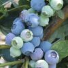 D.W.N. 'Misty' Blueberry Potted Plant - Image 2