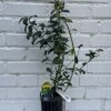 D.W.N. 'Misty' Blueberry Potted Plant