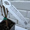 D.W.N. Pinot Noir Grapevine Potted Plant - Image 2