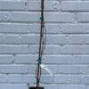 D.W.N. Pinot Noir Grapevine Potted Plant